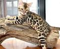 Bengal Cat Breed Information, Pictures, Behavior and Care