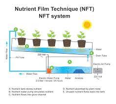 If want further information on nft hydroponics, you can check out my video. What Is Nft Hydroponics Guide To Nutrient Film Technique Smart Garden Guide