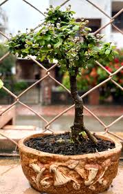 Image result for Malpighia coccigera