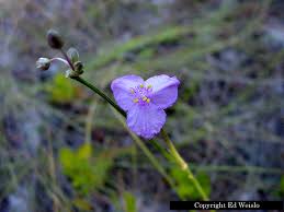 It looks excellent next to shades of pink or white flowers that make the purple foliage stand out. Blue Florida Wildflowers Page 1 Of 3