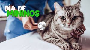 We did not find results for: Dia De Mininos En Proyecto Pet Veterinaria Proyecto Pet Peru Youtube