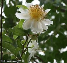 Image result for Oncoba