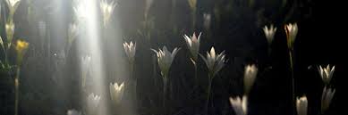 Herz Sri Chinmoy Weisheiten Sprüche