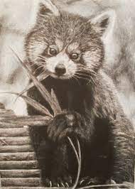 From cartoon panda bears to realistic baby pandas, learning to draw animals like these rare, beautiful bears is a great way to practice sketching foundational anatomical shapes and developing them into a more complex, nuanced form. Realistic Step Realistic Red Panda Drawing Novocom Top