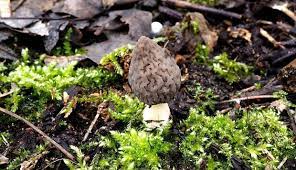 3,319 likes · 12 talking about this. Zaczyna Sie Sezon Na Grzyby Pojawiaja Sie Pierwsze Smardze Ale Nie Wszystkie Mozna Zbierac I Nowosci Haps Pl