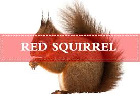 Hire a professional pest control company—the easiest way to deal with squirrels in the attic is to hire a professional pest control company. Red Squirrel Know Thy Enemy 13 Questions Measures For Squirrel Control Pest Wiki