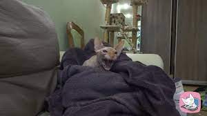 Sphynx Cat Is Terribly Hissing And Growling Cat Lover Quote Sphynx Cat Cats