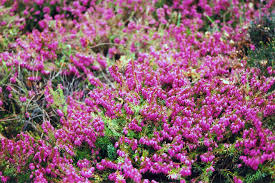 Image result for Erica wildii