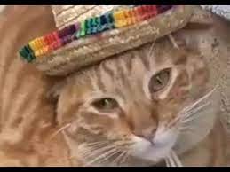 Maybe you would like to learn more about one of these? 1min Of Best Un Poco Loco Cat Memes Thicccattomemes Youtube