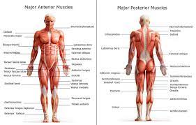 There are two parts to this tutorial, this is the first part on the anterior. Chart Of Major Muscles On The Front Of The Body With Labels