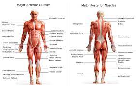 There are different types of muscle, and some are controlled automatically by the autonomic nervous system. Chart Of Major Muscles On The Front Of The Body With Labels