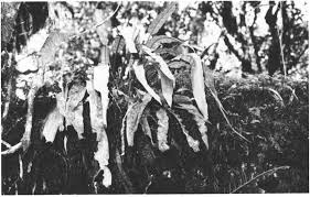 Image result for Elaphoglossum macropodium