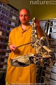 Stock photo of Gaboon Viper (Bitis gabonica rhinoceros) handled by worker  at venom…. Available for sale on www.naturepl.com