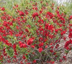 We did not find results for: Double Take Scarlet Storm Flowering Quince New Life Nursery