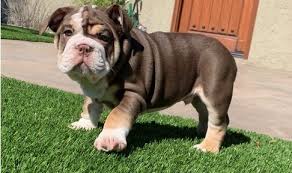 Please browse our photos below and feel free to give us akc english bulldogs! English Bulldog Puppies For Sale Brattleboro Vt 291934