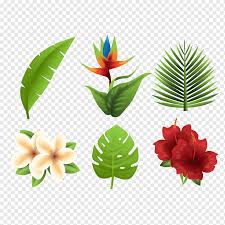 Flowers bring smile on our face, so here we have picked and placed the most beautiful flowers in the world all together for you. Six Assorted Color Flowers And Plants Collage Tropics Euclidean Flower Tropical Plants Leaf Plants Flowers Png Pngwing