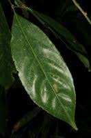 Image result for Casearia runssorica