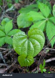 Image result for Polystachya simplex