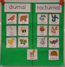 Owls with their peculiar night vision can hunt very small predators even in complete darkness. Day And Night Nocturnal Animals Kindergarten Nocturnal Animals Nocturnal Animals Activities