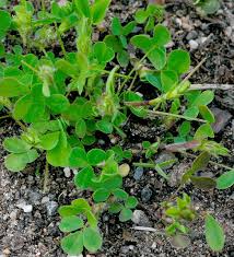 Image result for Dichilus bainesii