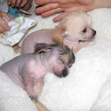 Check spelling or type a new query. Chi Chi Chi Chis Chihuahua Chinese Crested Hybrid Dogs Chinese Crested Dog Chinese Crested Hybrid Dogs