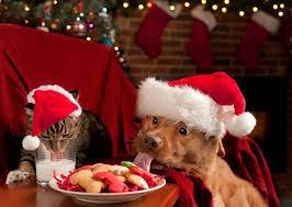 We did not find results for: What Not To Feed Your Four Legged Friends This Christmas Racq