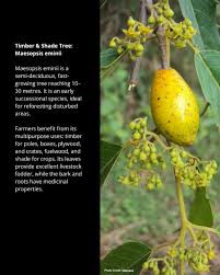 Image result for Maesopsis eminii