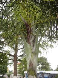 Image result for Echinochloa pyramidalis