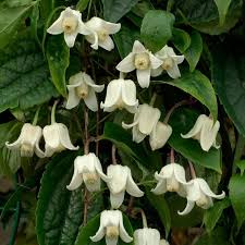 We did not find results for: Clematis Winter Beauty Evergreen Hardy Winter Blooming Climber Flowers December To Late March Garden Plants