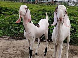This is the first stock of huge sojat goats available for sale at jd goat farm. Sojat Goats Buy Sojat Goats For Best Price At Inr 350 Kilogram Approx