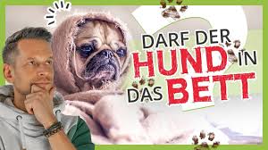 Bei mir käme der hund sofort aus dem bett in ein ausbruchssicheres lager neben meinem bett. Darf Der Hund Auf Die Couch Und Ins Bett Ja Oder Nein Youtube