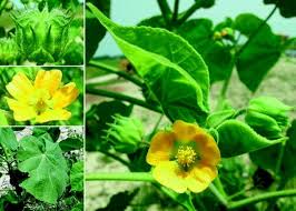 These active organisms have a way of thwarting. Weeds Herbicides And Plant Disease Management Springerlink