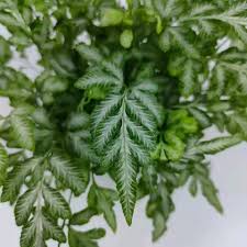 Image result for Pteris burtonii