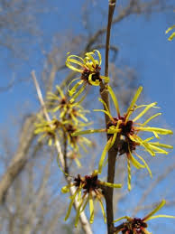 Image result for Hamamelis mollisi