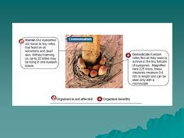 There, it feeds on the cells that line the follicle in addition to sebum. Symbiosis Notes Review There Are 3 Major Types Of Symbiotic Relationships Mutualism Both Organisms Benefit Commensalism One Organism Benefits Ppt Download