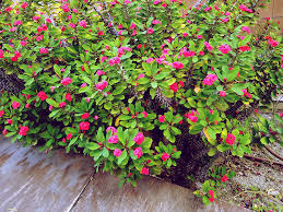 Maybe you would like to learn more about one of these? Succulents Flowering Red Small Flowers To Ground Covers Aloes More