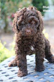 Good Day Doodles Kylie X Luke Labradoodle Breeders Australian Labradoodle Puppies