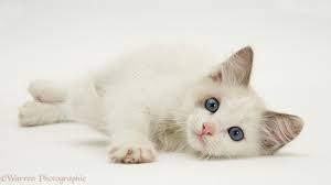 Cute animals cats cat with blue eyes cute cats and kittens pretty cats ragdoll cat breed feline crazy cats siamese cats blue point. Blue Eyed Ragdoll Kitten Photo Wp27669