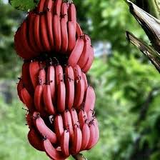 Image result for Musa acuminata