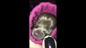 Last Moments With Dodger Fading Puppy Syndrome Youtube