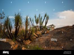 Image result for Xerophyta zimbabwensis