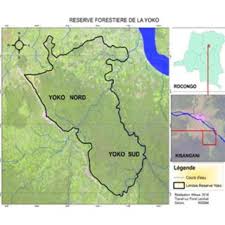 Image result for Leptonychia tokana