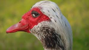 Bird With Crazy Hair Meme This Hilarious Shady Bird Meme Is Taking Over The Internet Bird Meme Birds Funny Pictures