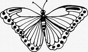 Butterfly Drawing Png 10 Butterfly Drawing Png Transparent 2430 1443 Png Download Free Tra Butterfly Drawing Butterfly Clip Art Butterfly Drawing Outline