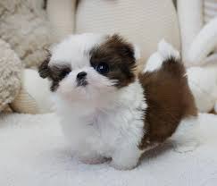 Even at just two months old, this adorable little fur ball is already showing his true shih tzu temperament as he explores his owner's sofa. Teacup Shih Tzu Puppies For Sale Available Puppies