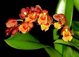 Lava planets give us a rare glimpse at this stage of planetary evolution. Pin On Just Orchids