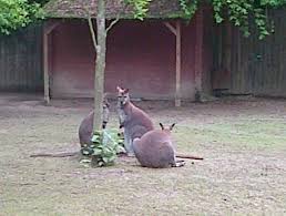 Parc merveilleux pořízené členy webu tripadvisor. Des Kangourou Picture Of Parc Merveilleux Bettembourg Tripadvisor
