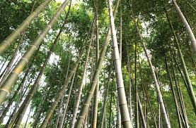 Firstly, the plastic waste can be packed by auto package machine and sold directly; Bamboo Offers Many Agricultural And Agribusiness Opportunities Agriculture Monthly