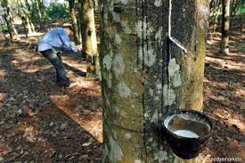 Bryce was appointed the first director of the institute on 26 september 1926. Cover Story The Plight Of Malaysia S Rubber Smallholders The Edge Markets