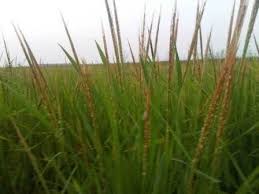 Image result for Oryza barthii